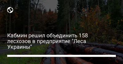 А когда мы сюда только заехали, тут был красивый лес» Война в Украине  уничтожает леса, в которых пытаются укрыться военные. Фотографии и видео  последствий лесных сражений — Meduza