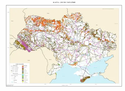 Вырубка лесов: Вырубка лесов остается острой проблемой в Украине, -  эксперты WWF « Новости | Мобильная версия | Цензор.НЕТ