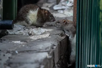 Изменение климата может привести к увеличению численности крыс в Финляндии  | Yle Novosti | Yle