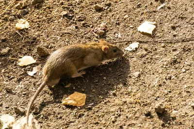 Пушистохвостая кроличья крыса — Википедия