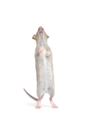 Что делать, если развелись крысы у дома - 24 сентября 2023 - НГС55