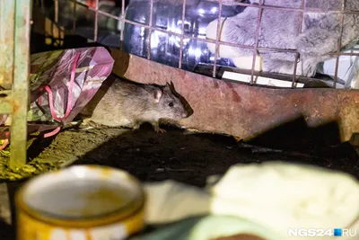 Серая крыса ищет еду на земле | Премиум Фото
