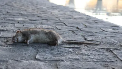 Нашествие крыс в столице: Рижская дума призывает сообщать домоуправлению о  замеченных грызунах