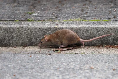 Крыса | Премиум Фото