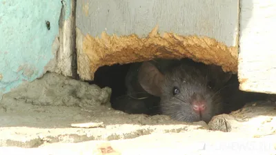 В Таллинне много крыс, борьба с ними – забота владельца участка  недвижимости | Эстония | ERR