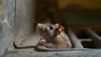 Огромные крысы стали выползать в центр Волгограда