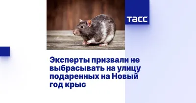 Крыса в унитазе напугала россиянку среди ночи: Дом: Среда обитания: Lenta.ru
