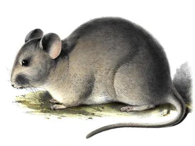 Редкие кенгуровые крысы вернулись на австралийский полуостров Йорк впервые  за сто лет. И уже начали размножаться