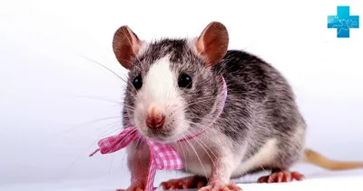 Домашние крысы,незаслуженно недооценненые питомцы! | Всё о животных! | Дзен