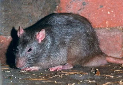 Малая крыса — Википедия