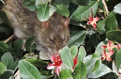 Шиншилловая крыса Беннетта — Википедия