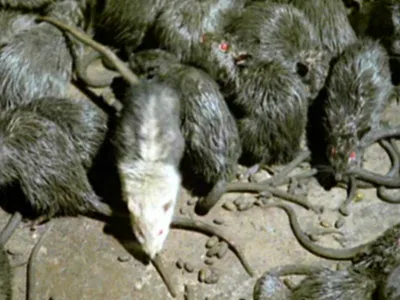 Экологи объяснили нашествие крыс в Санкт-Петербурге - KP.RU