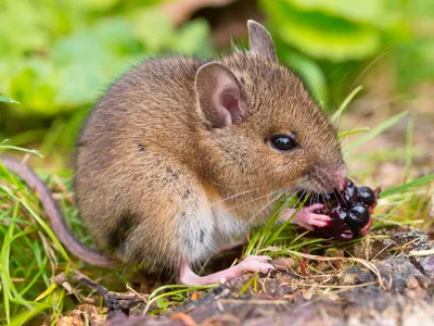 Малая лесная мышь (Животный мир Дагестана) · iNaturalist