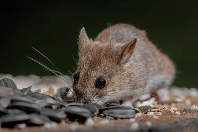 Поздней осенью и зимой мыши могут стать настоящим стихийным бедствием