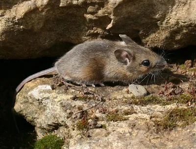 Малая лесная мышь :: Лина – Социальная сеть ФотоКто