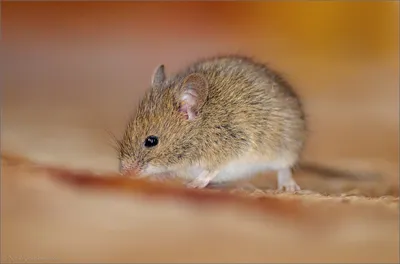 Лесная мышь | Пикабу