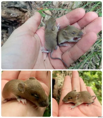 Малая лесная мышь, Apodemus uralensis, Ural field mouse | Flickr