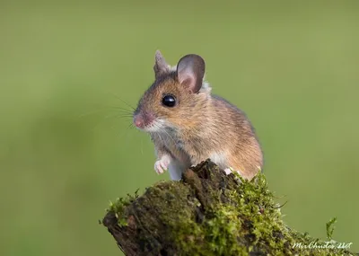 Мышь малая лесная (лат. Apodemus uralensis)