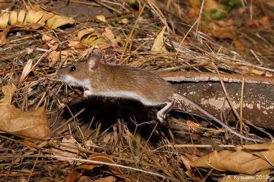 Лесная мышь: описание и образ жизни маленького грызуна