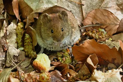 Лесная мышь в лесу стоковое изображение. изображение насчитывающей мало -  159604993