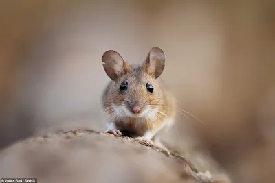 Млекопитающие/Лесная мышь - Wood  Mouse/03_DSC2702_Wood_Mouse_home_invasion_74pc