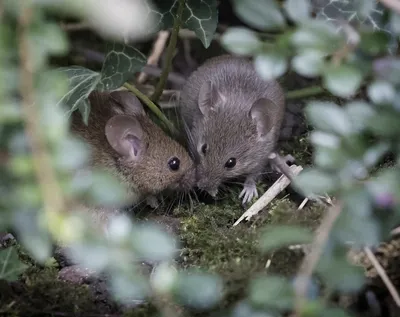 Лесные мышки | Пикабу