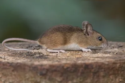 Азиатская лесная мышь | Мир Чудес