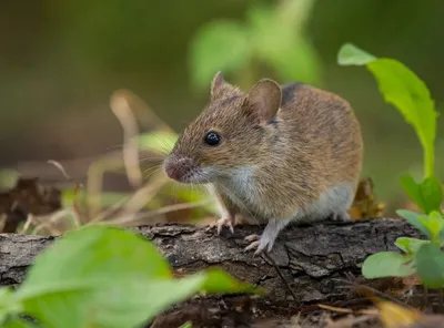 Малая лесная мышь (Sylvaemus uralensis)
