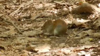 Лесная мышь род: лесные и полевые …» — создано в Шедевруме