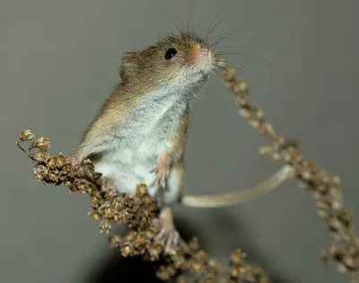 Мышь лесная (Мышь европейская) - Apodemus sylvaticus