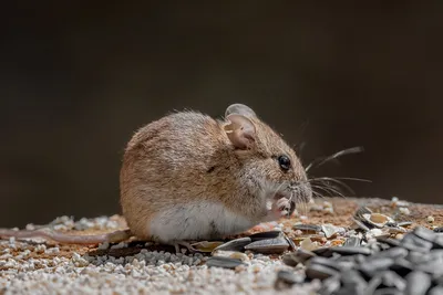 Малая лесная мышь — Фото №307999