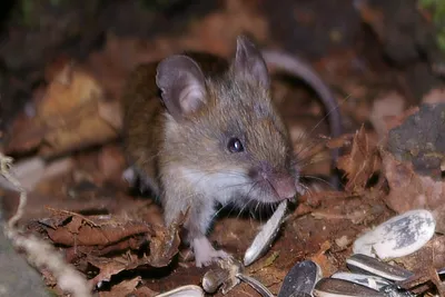 Лесная Мышь В Естественной Среде Обитания — стоковые фотографии и другие  картинки Мышь - животное - Мышь - животное, На открытом воздухе, Полевая  мышь - iStock