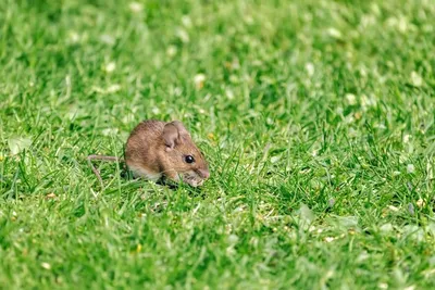 Дикая лесная мышь выглядывает из-за дерева на лесной подстилке животные в  дикой природе | Премиум Фото