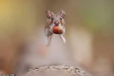 Лесная мышь — Фото №1351293