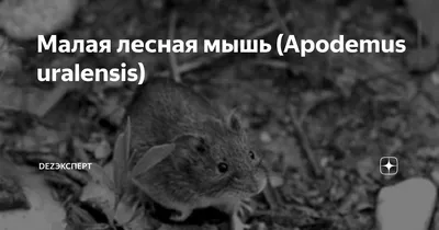 В Оренбуржье количество полевых мышей в этом году не увеличится - Газета  \"Оренбуржье\"