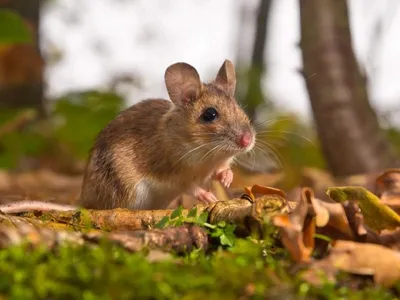 Очень усатая лесная мышь :: Алла Яшникова – Социальная сеть ФотоКто