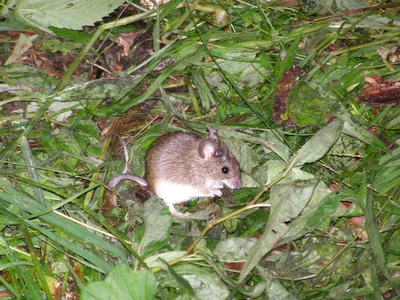 Лесные и полевые мыши — Википедия
