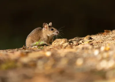 Оппортунистическая лесная мышь собирает птичьи семена, упавшие из кормушки  на лужайку внизу. | Премиум Фото