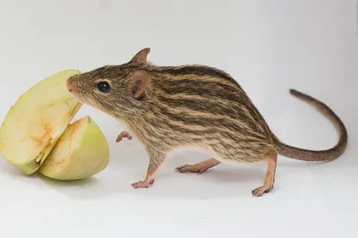 Лесная мышь отправилась в поисках еды Стоковое Изображение - изображение  насчитывающей мышь, вкусно: 159941975