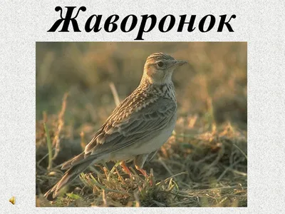 Птицы Румлево | Гимназия № 1 г. Гродно — официальный сайт