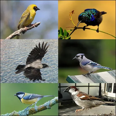 Птицы леса - Зимние учеты | Film Studio Aves - YouTube