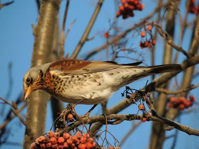 Чем можно и нельзя кормить птиц зимой, и надо ли это делать