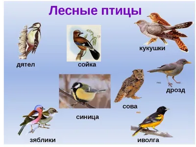 Птицы леса примеры - картинки и фото poknok.art