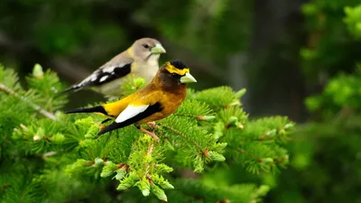 Наблюдение за птицами - birdwatching в белорусских лесах