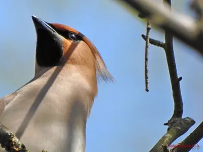 Свиристель (Bombycilla garrulus). Фотогалерея птиц. Фотографии птиц России,  Беларуси, Украины, Казахстана, Таджикистана, Азербайджана.