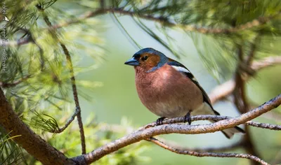 Птицы леса беларуси - фото и картинки: 75 штук