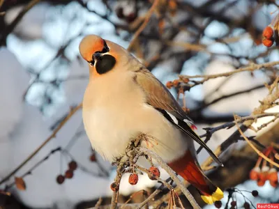 Дрозд певчий (Turdus philomelos)