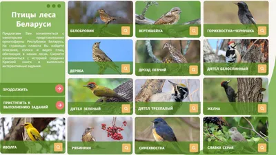 Интерактивный плакат «Птицы леса Беларуси» – NG-PRESS.BY