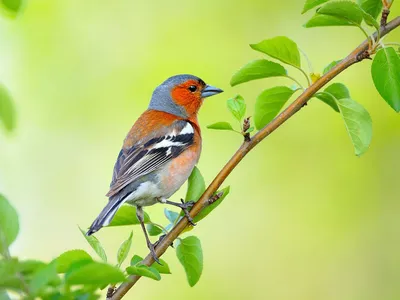 Лесные птицы. Фотограф vladilenoff