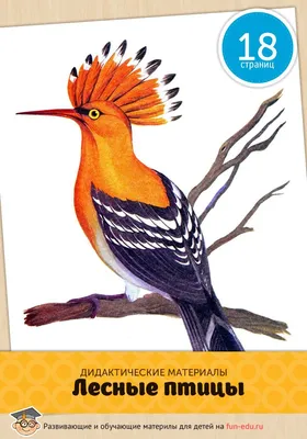 Лесные птицы картинки | Птицы, Наглядные пособия, Картинки